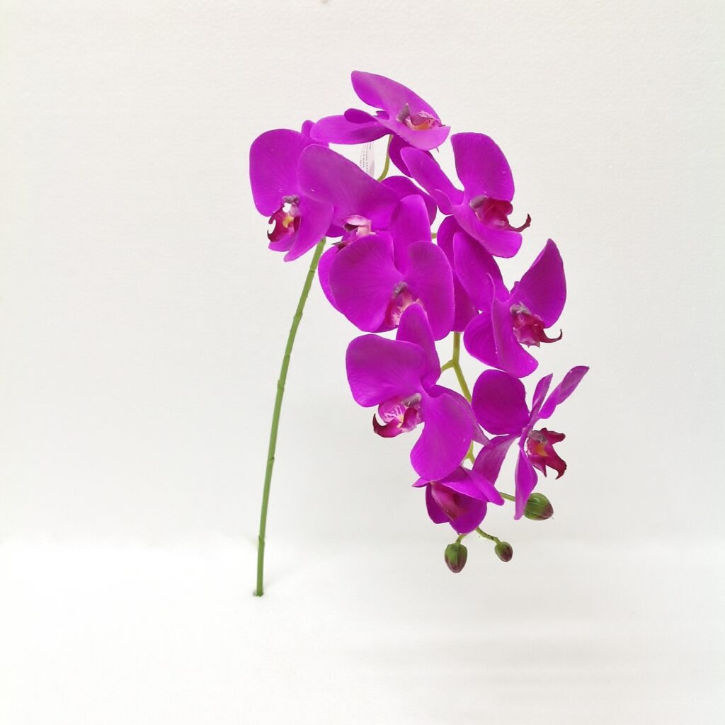 Phalaenopsis Spray