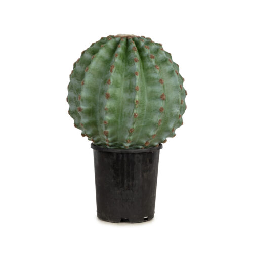 Cactus Ball 41 CM Cactus Ball 41 CM