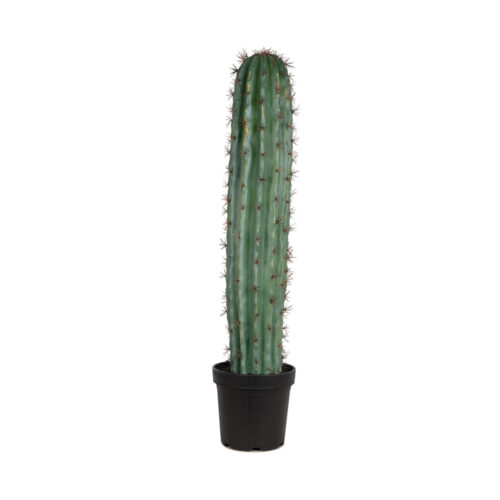 Marigold Green Column Cactus 84 CM