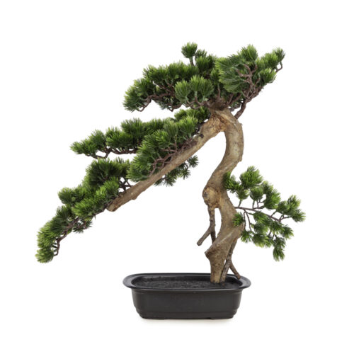 Pine Bonsai 55 CM