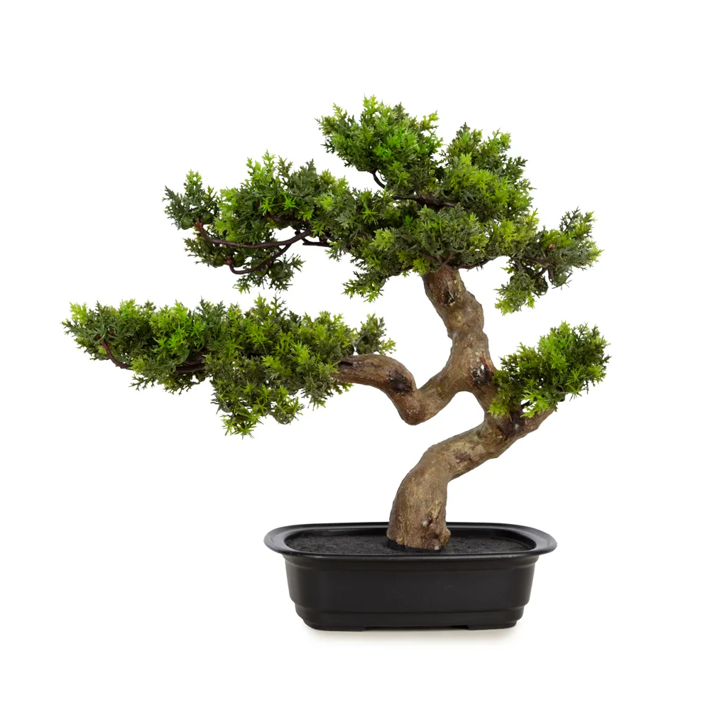 Ana Sayfa Bonsai Ağaçları