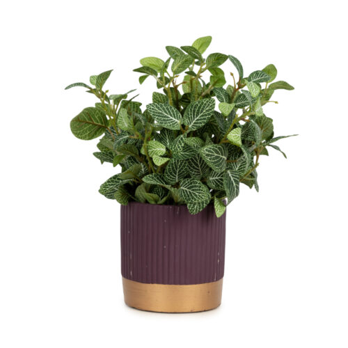 Saksıda Fittonia Yeşillik