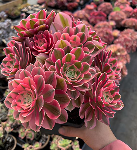 aeonium Dekorasyonda Sukulent Kullanımı Önerileri