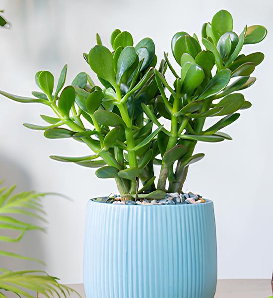crassula Dekorasyonda Sukulent Kullanımı Önerileri