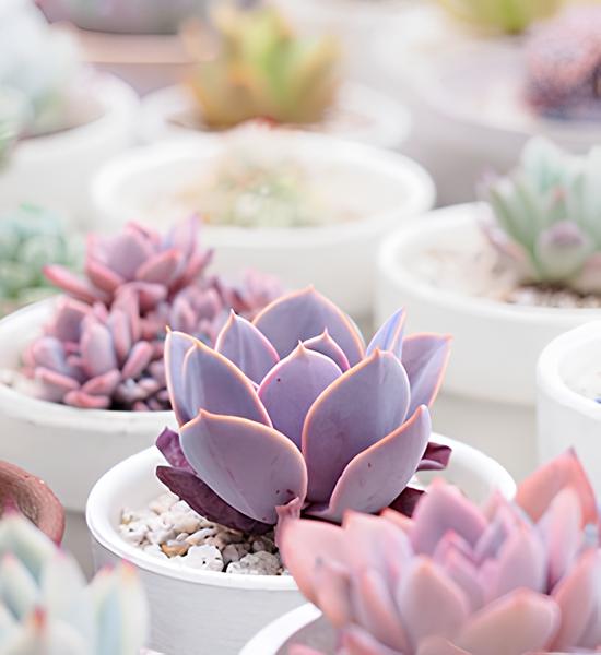 echeveria Dekorasyonda Sukulent Kullanımı Önerileri