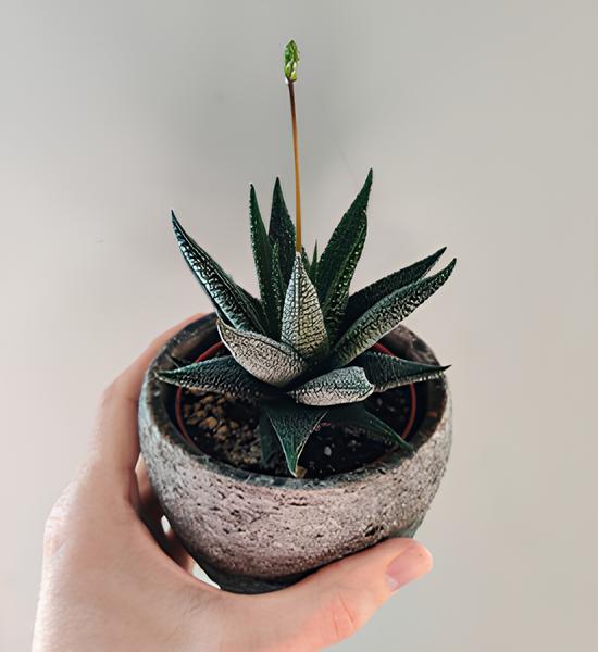 haworthia Dekorasyonda Sukulent Kullanımı Önerileri