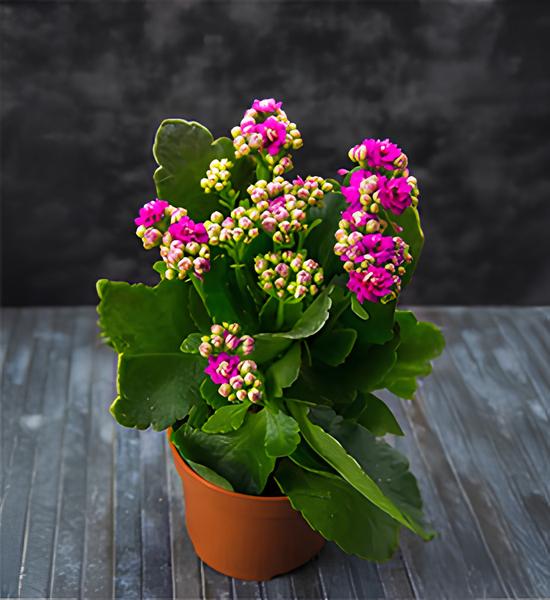 kalanchoe Dekorasyonda Sukulent Kullanımı Önerileri