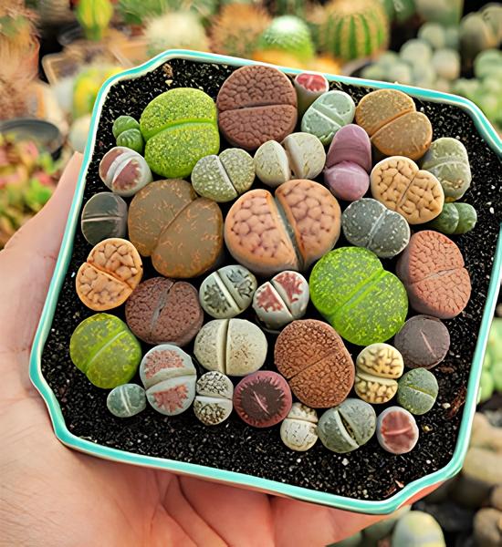 lithops Dekorasyonda Sukulent Kullanımı Önerileri