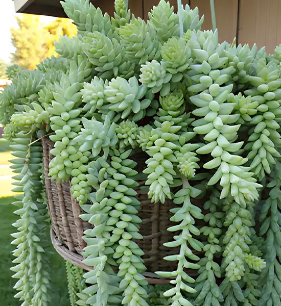 sedum Dekorasyonda Sukulent Kullanımı Önerileri