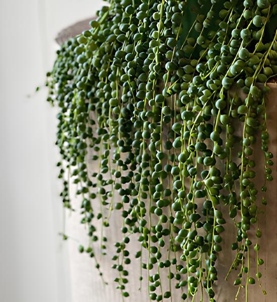 senecio Dekorasyonda Sukulent Kullanımı Önerileri
