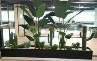 Dekorasyonda Kaktüs Kullanımı Dekorasyonda Kaktüs Kullanımı