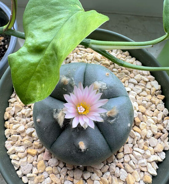 peyote-kaktusu Peyote Kaktüsü