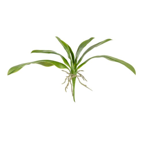 Orchid Leaf (34 CM)