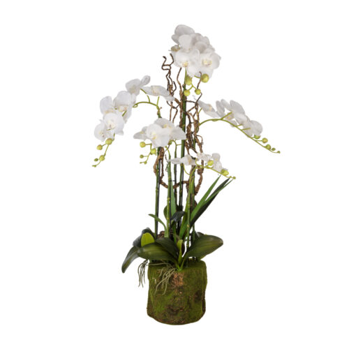 Saksılı Orkide (90 CM)