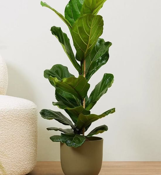 yapay-ficus-bitkisi