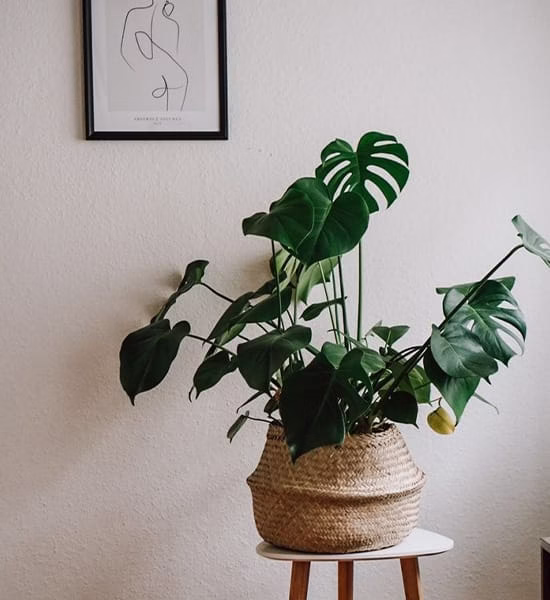 yapay-monstera-bitkisi