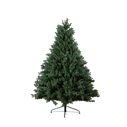 Alpine Çam Ağacı (200 CM)