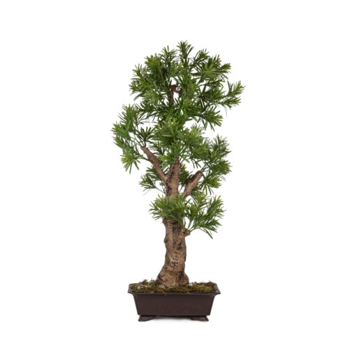 Yapay Saksılı Podocarpus Bonsai Ağaç (85 CM) Yapay Saksılı Podocarpus Bonsai Ağaç (85 CM)