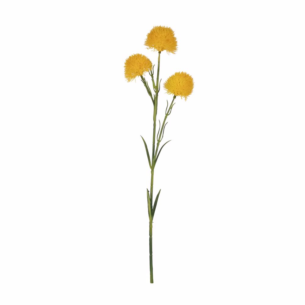 Chestnut Allium