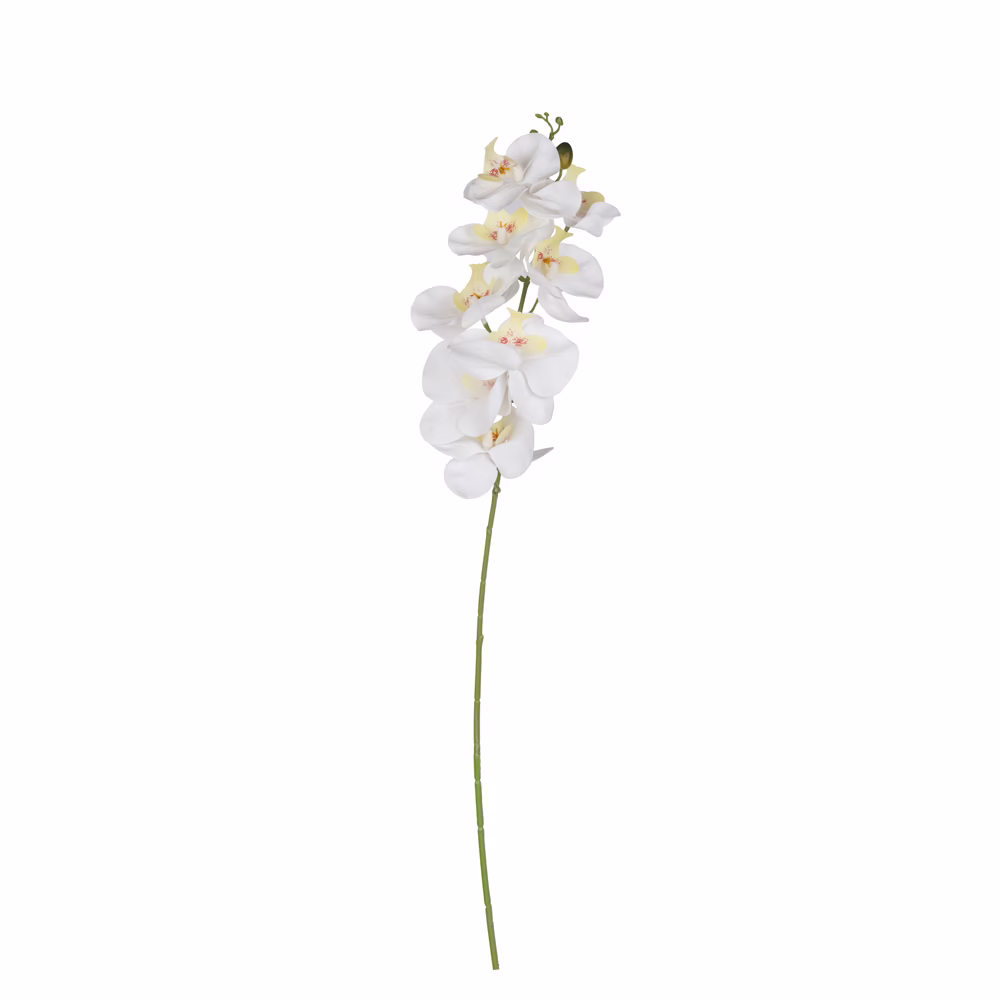 Phalaenopsis Orkide (83 CM)