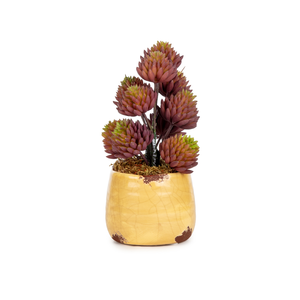 Mini Sukkulent Aranjman (20 CM) Mini Sukkulent Aranjman (20 CM)