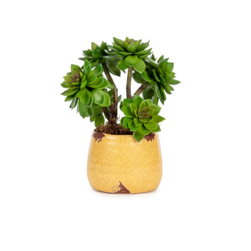 Mini Sukkulent Aranjman (13 CM)