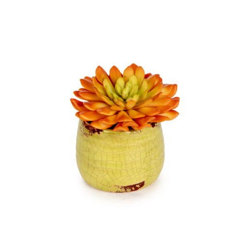 Mini Sukkulent Aranjman (10 CM)