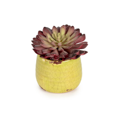 Mini Sukkulent Aranjman (10 CM)