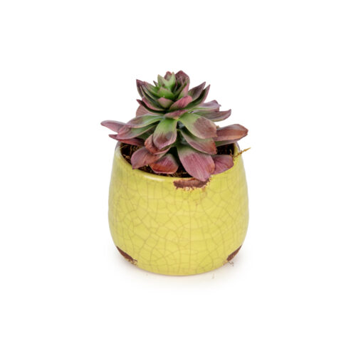 Mini Sukkulent Aranjman (10 CM)