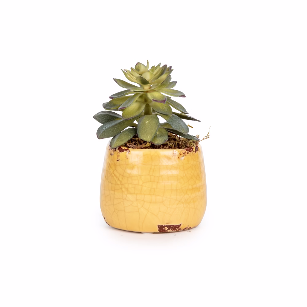 Mini Sukkulent Aranjman (10 CM)