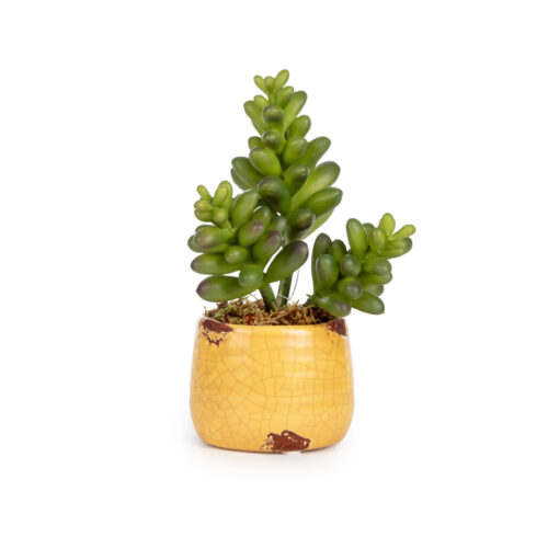 Mini Sukkulent Aranjman (10 CM)