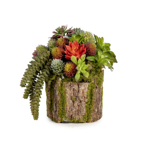 Kütük Sukkulent Aranjman (20 CM)