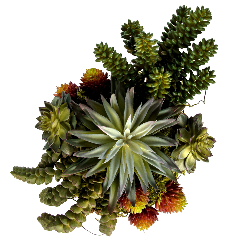 Kütük Sukkulent Aranjman (20 CM) Kütük Sukkulent Aranjman (20 CM) - Görsel 2