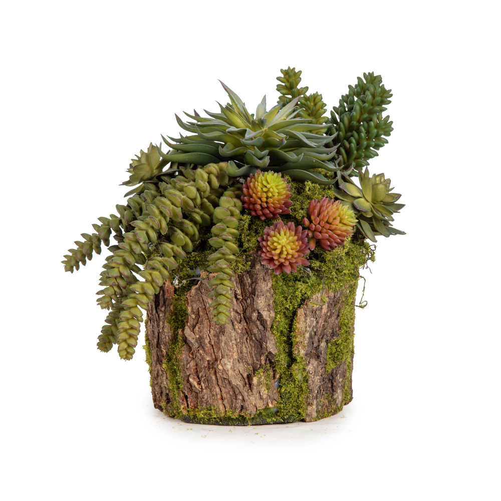 Kütük Sukkulent Aranjman (20 CM) Kütük Sukkulent Aranjman (20 CM)