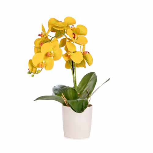 Islak Dokulu Sarı Phalaenopsis Orkide Aranjman (50 CM)