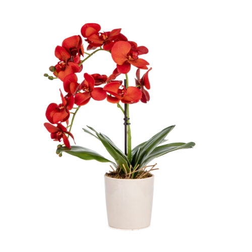 Islak Dokulu Fuşya Phalaenopsis Orkide Aranjman (50 CM)