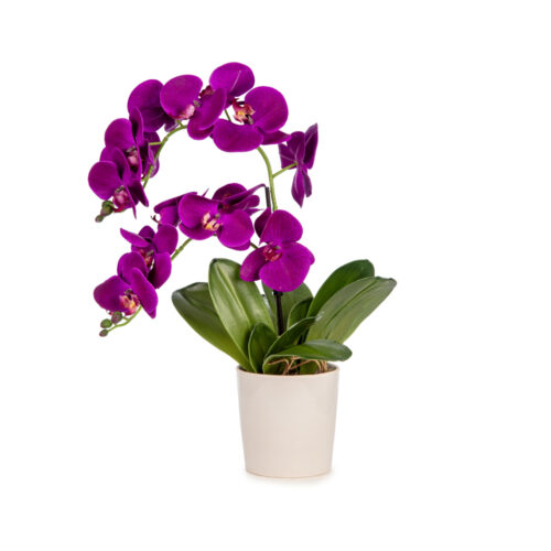 Islak Dokulu Mor Phalaenopsis Orkide Aranjman (50 CM)