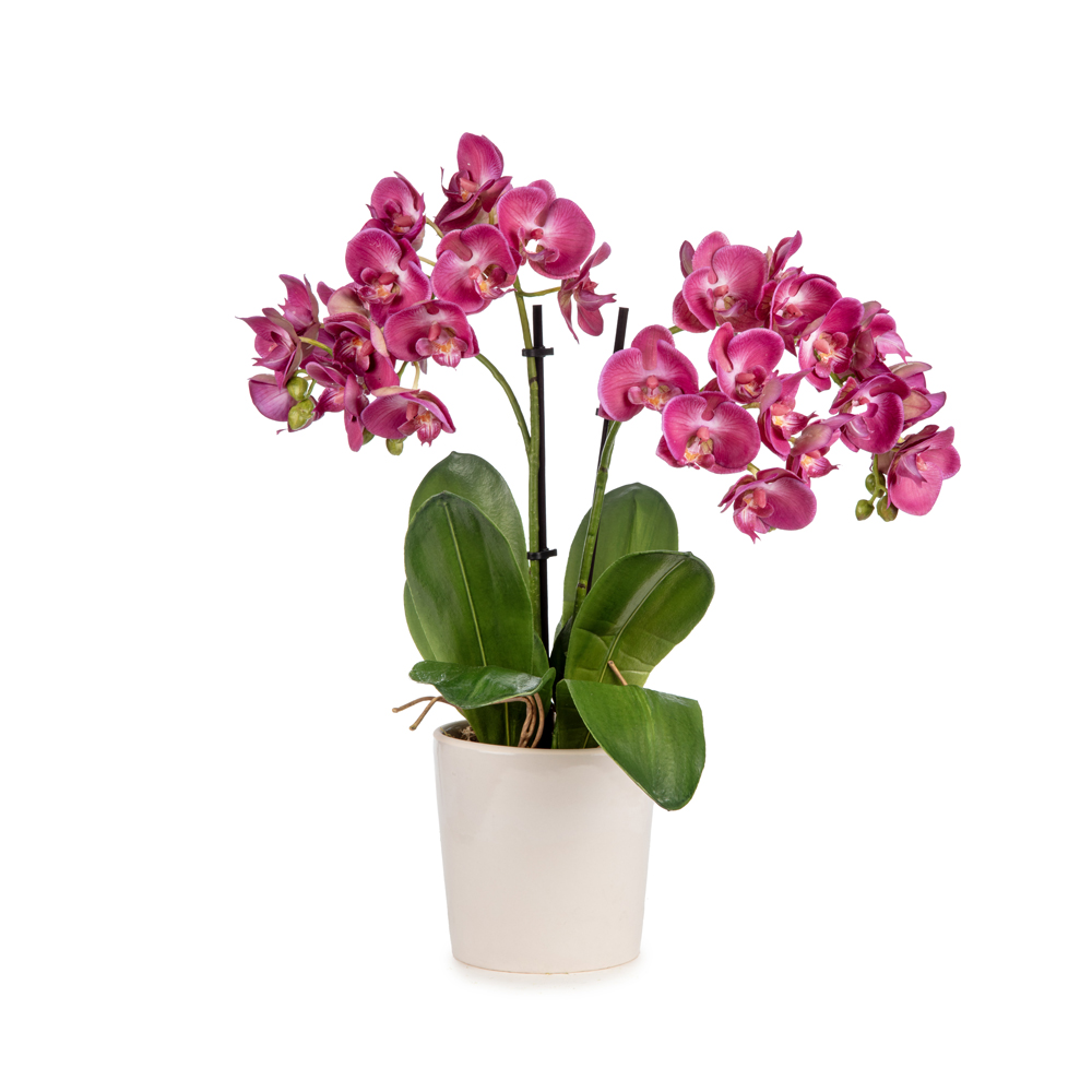 Islak Dokulu Fusya Orkide Aranjman (40 CM) Islak Dokulu Fusya Orkide Aranjman (40 CM)