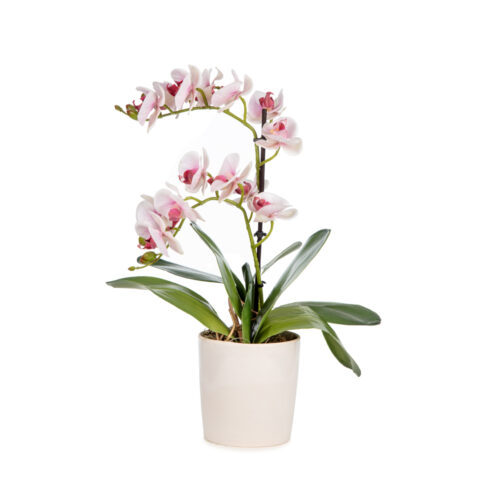 Islak Dokulu Beyaz Pembe Orkide Aranjman (40 CM)