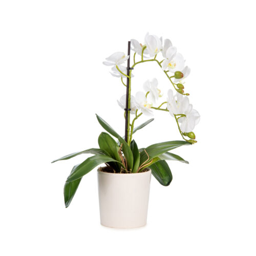 Islak Dokulu Beyaz Orkide Aranjman (40 CM)
