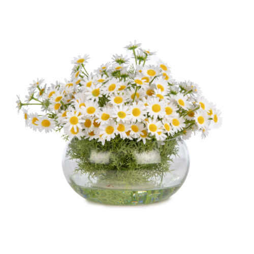 Jelli Cam Vazoda Papatya Aranjman (25 CM)