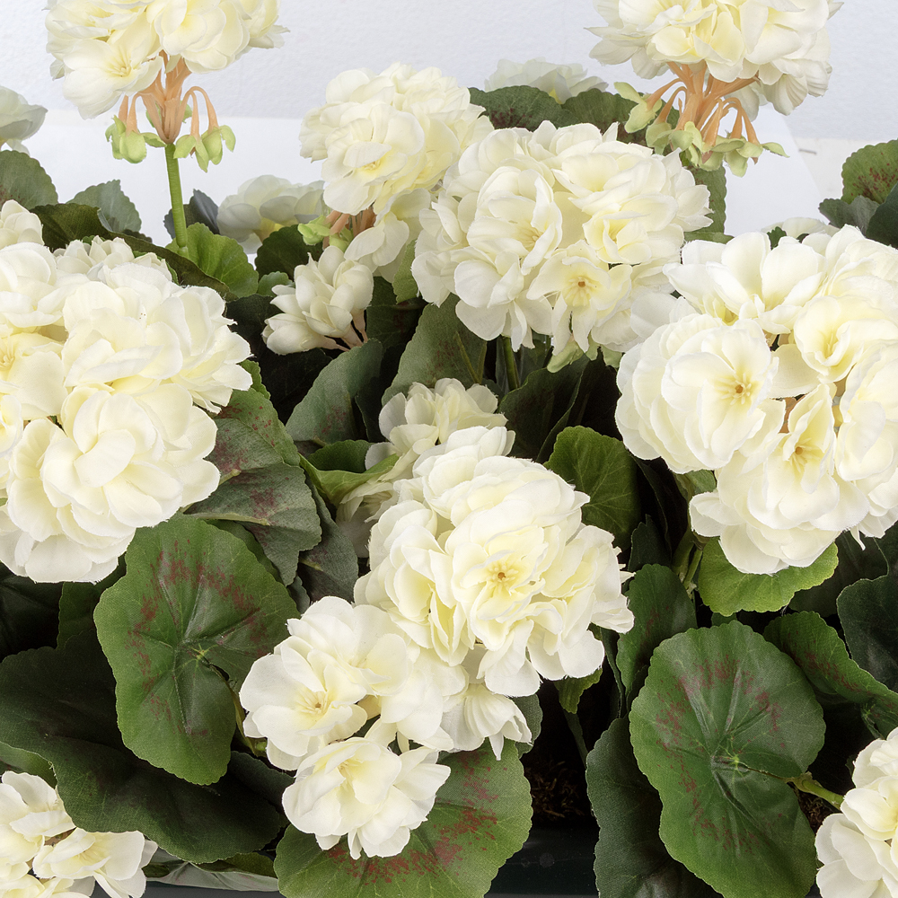 Balkon Saksısı Krem Sardunya Aranjman (70 CM) Balkon Saksısı Krem Sardunya Aranjman (70 CM) - Görsel 2