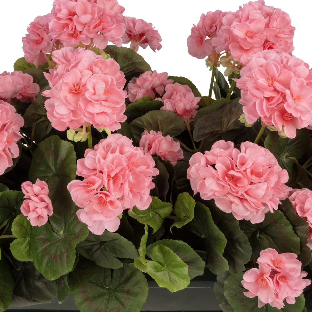 Balkon Saksısı Pembe Sardunya Aranjman (70 CM) Balkon Saksısı Pembe Sardunya Aranjman (70 CM) - Görsel 2