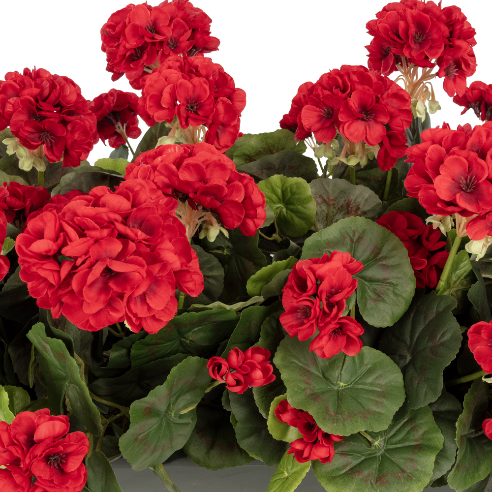 Balkon Saksısı Fuşya Sardunya Aranjman (70 CM) Balkon Saksısı Fuşya Sardunya Aranjman (70 CM) - Görsel 2