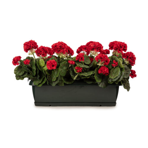 Balkon Saksısı Fuşya Sardunya Aranjman (70 CM) Balkon Saksısı Fuşya Sardunya Aranjman (70 CM)