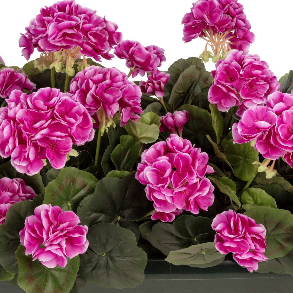 Balkon Saksısı Mor Sardunya Aranjman (70 CM) Balkon Saksısı Mor Sardunya Aranjman (70 CM) - Görsel 2