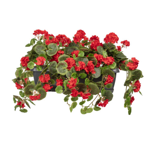 Balkon Saksısı Sarkan Sardunya Beyaz (80 CM) Balkon Saksısı Sarkan Sardunya Kırmızı (80 CM)