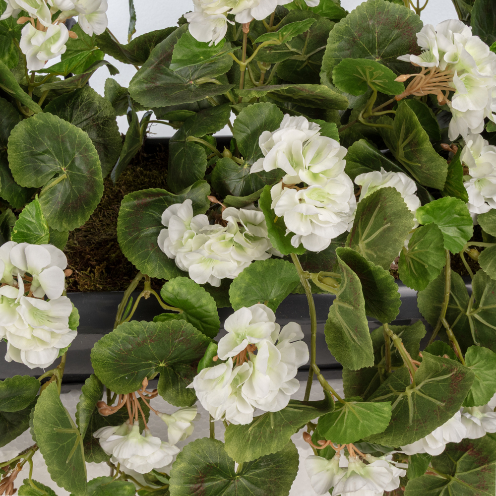 Balkon Saksısı Sarkan Sardunya Beyaz (80 CM) Balkon Saksısı Sarkan Sardunya Beyaz (80 CM) - Görsel 2