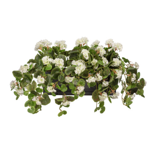 Balkon Saksısı Sarkan Sardunya Beyaz (80 CM)