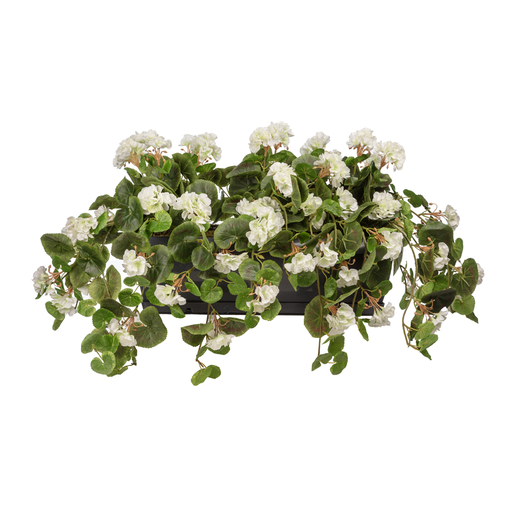 Balkon Saksısı Sarkan Sardunya Beyaz (80 CM) Balkon Saksısı Sarkan Sardunya Beyaz (80 CM)